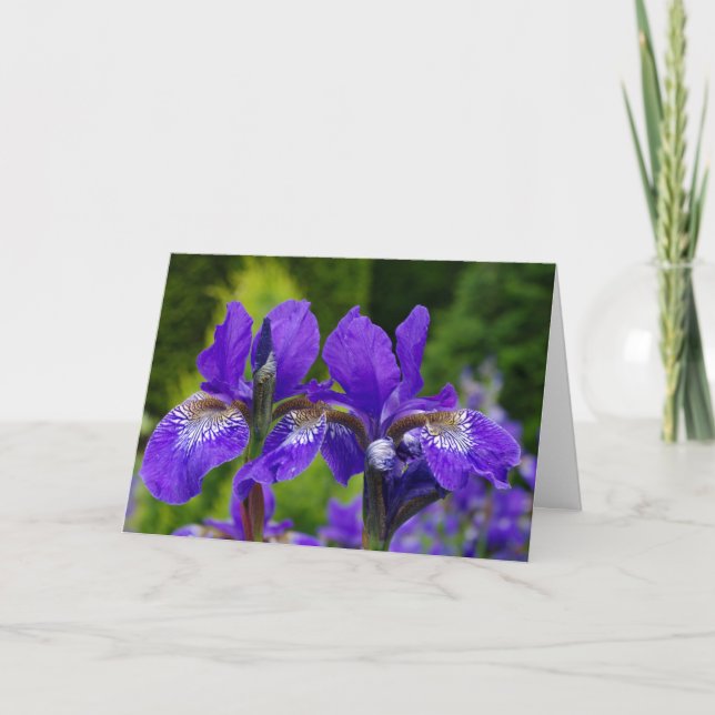 Iris sibirica Blumenfotografie Karte (Vorderseite)