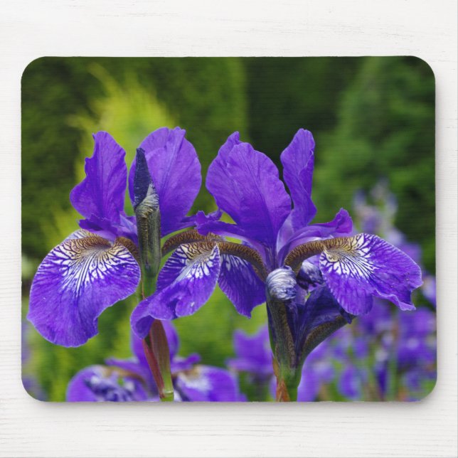 Iris sibirica Blumenfotografie Mousepad (Vorne)