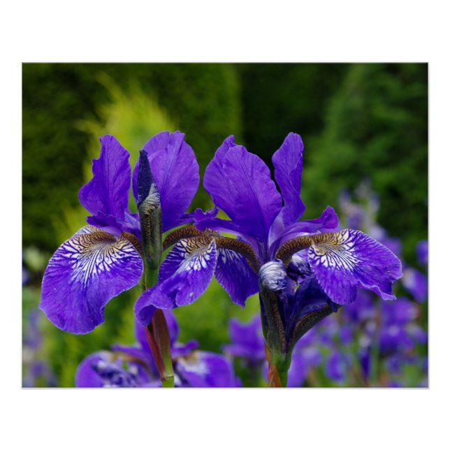 Iris sibirica Blumenfotografie Poster (Vorderseite)