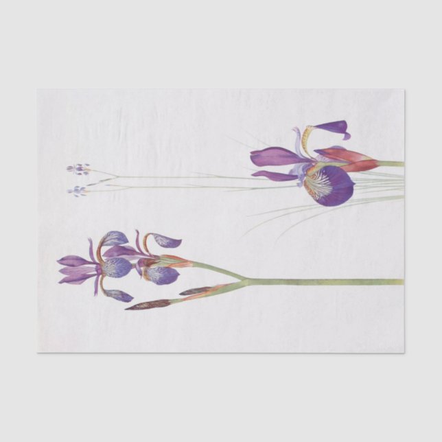 Iris Sibirica und Iris Orientalis von William Dyke Seidenpapier (Vorderseite)