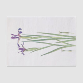 Iris Sintenisii und Iris Spuria von William Dykes Seidenpapier