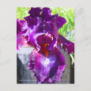 Iris "Sinti und Roma Romance" [Postcard" Postkarte