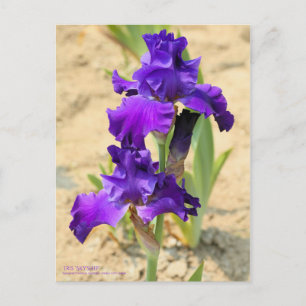 Iris "Skyship" [Postcard" Postkarte