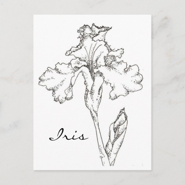 Iris Spring Blume Pen and Ink Zeichnend Postkarte (Vorderseite)