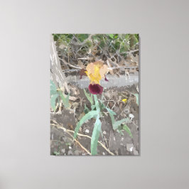 Iris Stretched Canvas Print Leinwanddruck