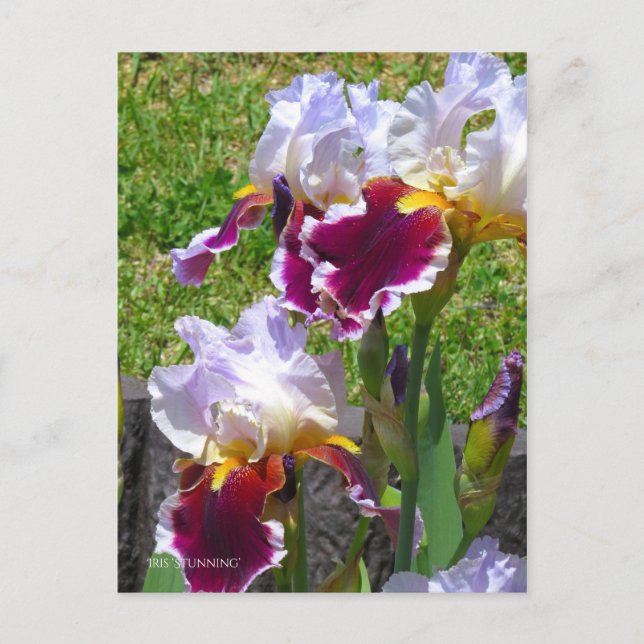 Iris ‘Stunning’ [Postcard] ポストカード Postkarte (Vorderseite)