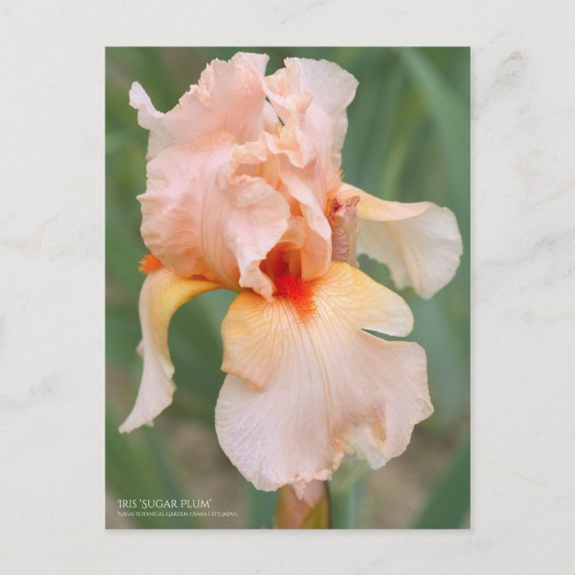 Iris "Sugar Plum" [Postkarte] Postkarte (Vorderseite)