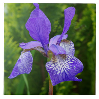 Iris Sybirica Blumenfotografie Fliese