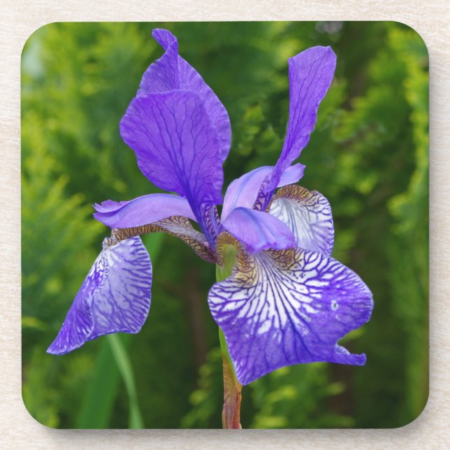 Iris Sybirica Blumenfotografie Untersetzer (Vorderseite)