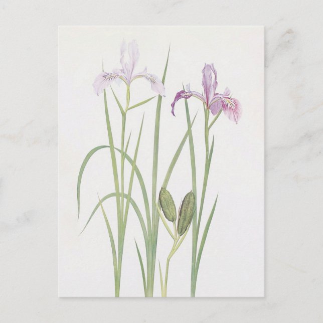 Iris Tenax von William Dykes Postkarte (Vorderseite)