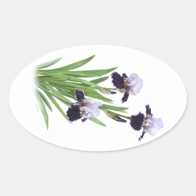 Iris Trio Ovaler Aufkleber (Vorderseite)