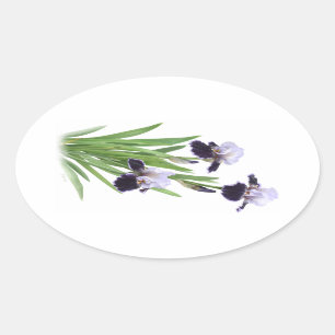 Iris Trio Ovaler Aufkleber
