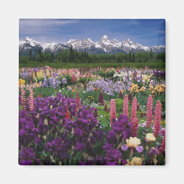 Iris und Lupine Garden und Teton Range, Magnet (Vorne)