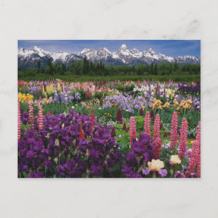 Iris und Lupine Garden und Teton Range, Postkarte