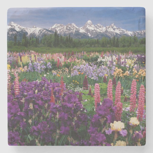 Iris und Lupine Garden und Teton Range, Steinuntersetzer (Vorderseite)