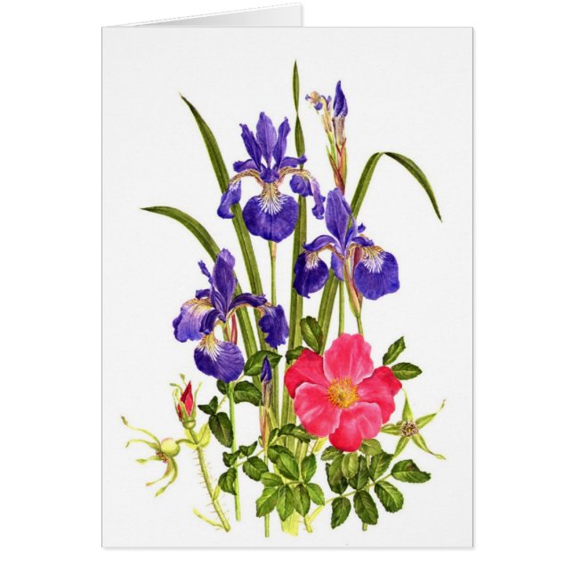 Iris-und Strand-Rose (Vorne)