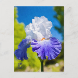 Iris Vertikale Postkarte