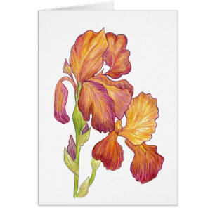 Iris vierge dans la carte