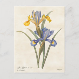 Iris Vintag botanisch Postkarte