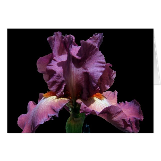 Iris Violet Frappe (Devant horizontal)