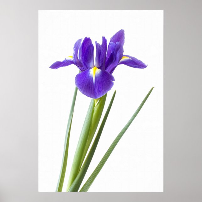 Iris violet sur affiche blanche (Devant)