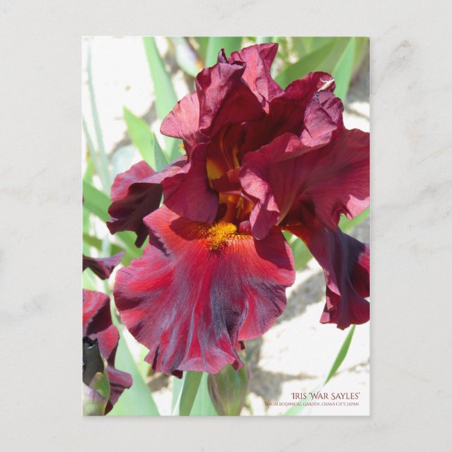 Iris "War Sayles" [Postcard] Postkarte (Vorderseite)