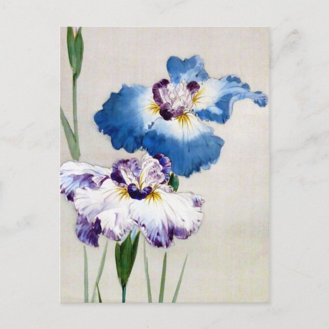 Iris, Watanabe Seitei Postkarte (Vorderseite)