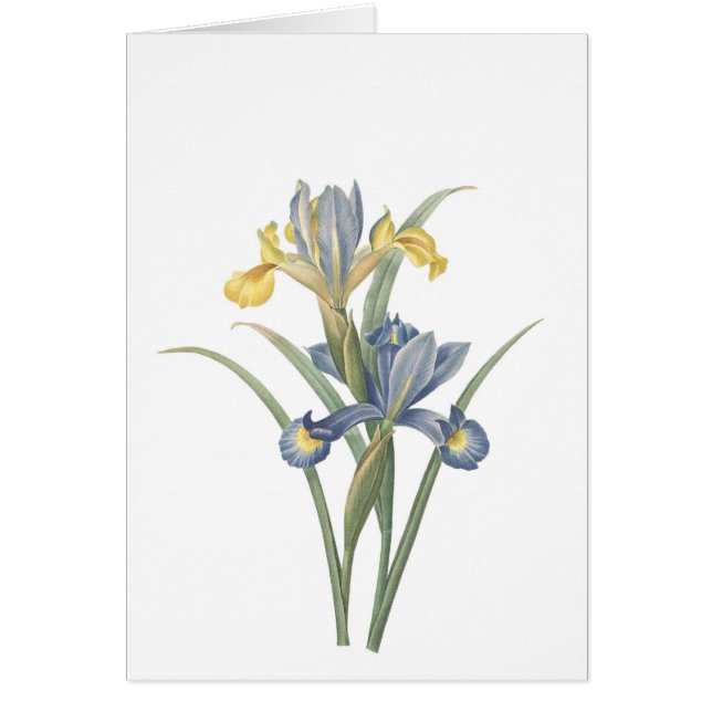Iris Xiphium (Vorne)