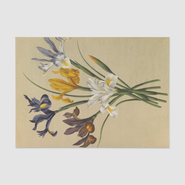 Iris Xiphium (Iris Hispanica) von Arentina Arendse Seidenpapier (Vorderseite)