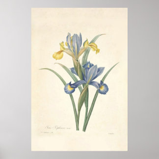 Iris Xiphium Poster
