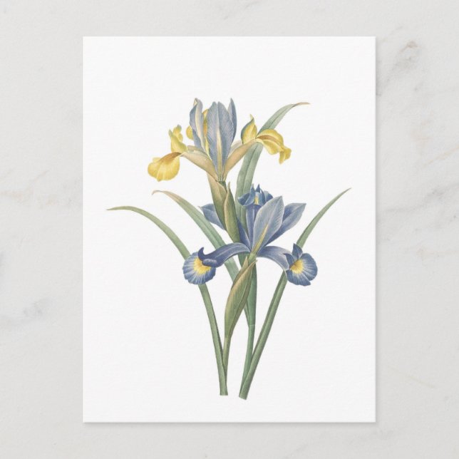 Iris Xiphium Postkarte (Vorderseite)