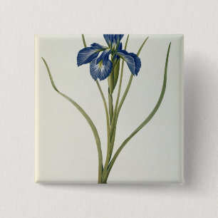 Iris Xyphioides, von "Les Liliacees", 1808 Button