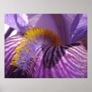 Iris' Zungendrucke Poster