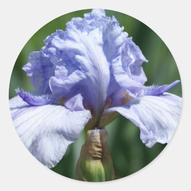 Irisblau Runder Aufkleber (Vorderseite)