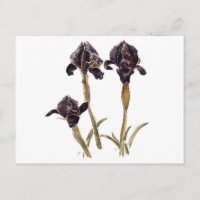 Irisblume aus Jordanien