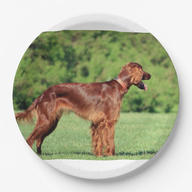 irisch-setter-voll 2 pappteller (Vorderseite)
