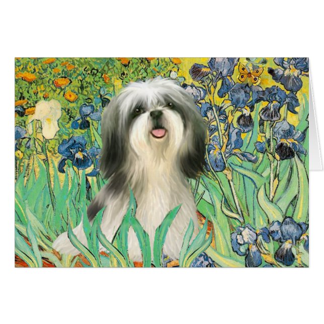 Irisch - Shih Tzu (#3) (Vorderseite (Horizontal))
