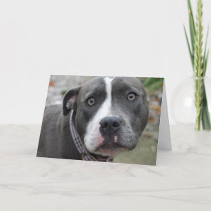 Irische blaue Hundegeburtstags-Karte Karte