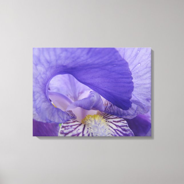 Irische Blume Kunstdrucke Leinwand Lila Iris (Vorderseite)