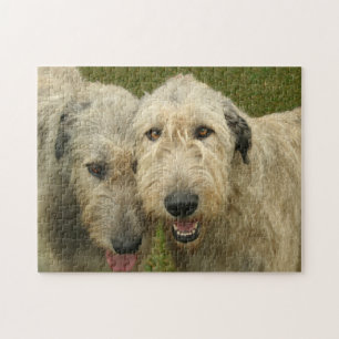 Irische Wolfhounds-Foto