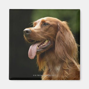 Irischer Setter 2 Magnet