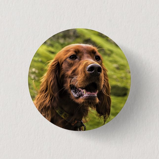 irischer Setter Button (Vorderseite)
