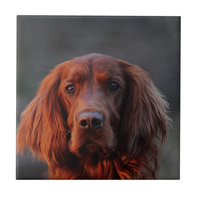 Irischer Setter Fliese (Vorderseite)