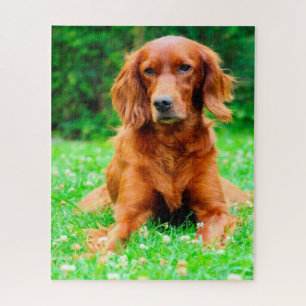 Irischer Setter Hund.