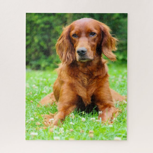 Irischer Setter Hund. (Vertikal)