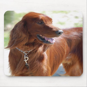 Irischer Setter Mousepad
