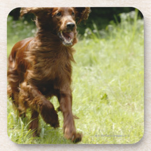 Irischer Setter Untersetzer