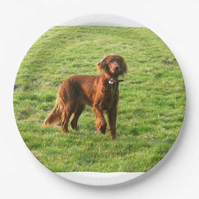 irischer Setter voll 2 Pappteller (Vorderseite)