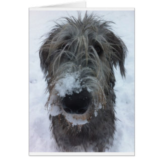 Irischer Wolfhund spielt im Schnee