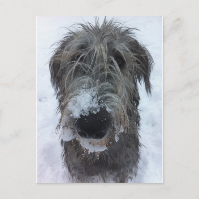 Irischer Wolfhund spielt im Schnee Postkarte (Vorderseite)